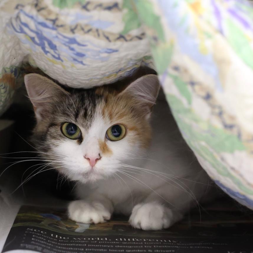 adoptable Cat in Wilmington, NC named CHLOE