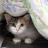 adoptable Cat in Wilmington, NC named CHLOE