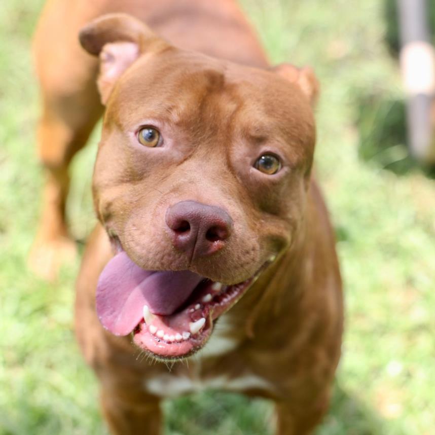 adoptable Dog in Wilmington, NC named CHOCOLATE
