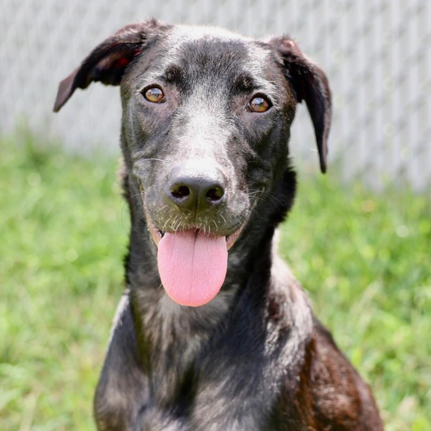 adoptable Dog in Wilmington, NC named COCO