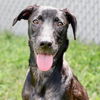 adoptable Dog in  named COCO