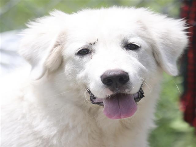 adoptable Dog in Wilmington, NC named A504498