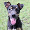 adoptable Dog in  named A504230