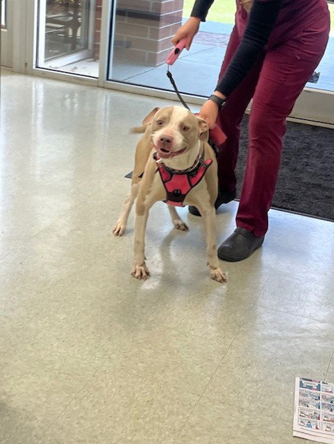 RUBY, an adoptable Pit Bull Terrier in Wilmington, NC