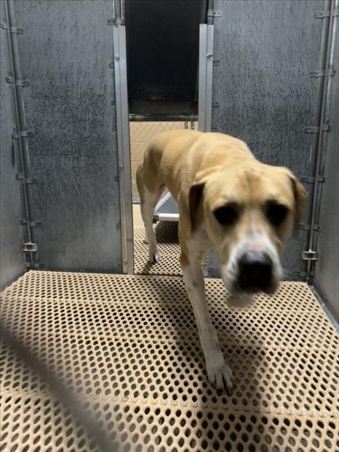 A516640, an adoptable Boxer in Wilmington, NC