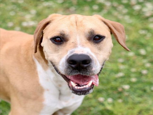 picture of the dog needing adoption
