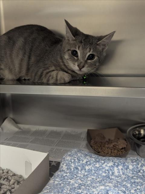 A516957, an adoptable Domestic Short Hair in Wilmington, NC