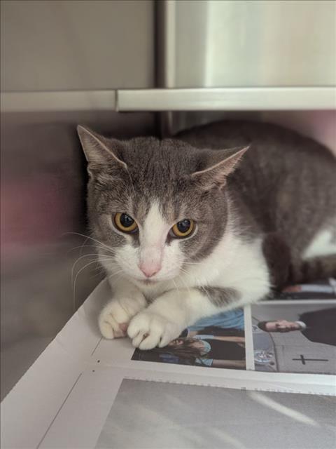 A516958, an adoptable Domestic Short Hair in Wilmington, NC