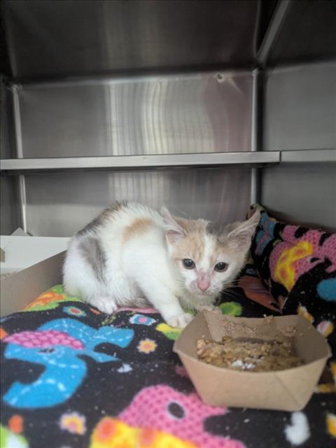 A516953, an adoptable Domestic Short Hair in Wilmington, NC