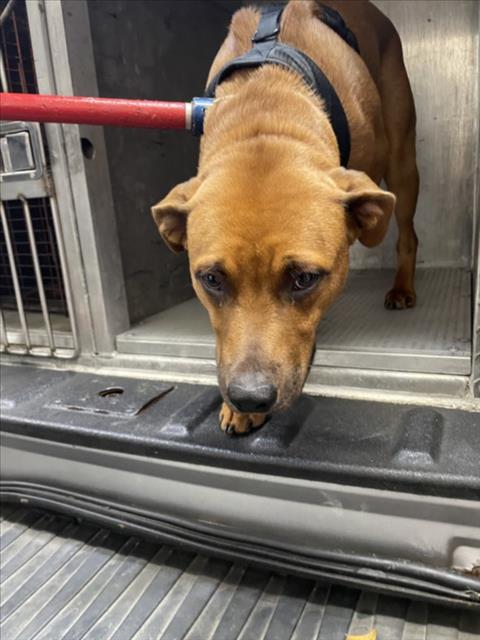 SHENZI, an adoptable Black Mouth Cur in Wilmington, NC