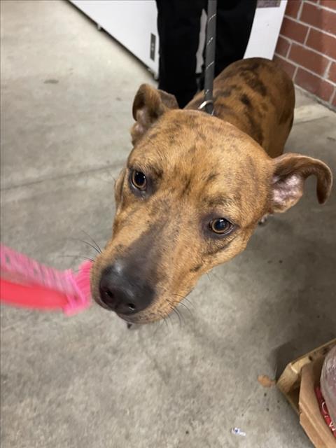 BANZI, an adoptable Catahoula Leopard Dog in Wilmington, NC