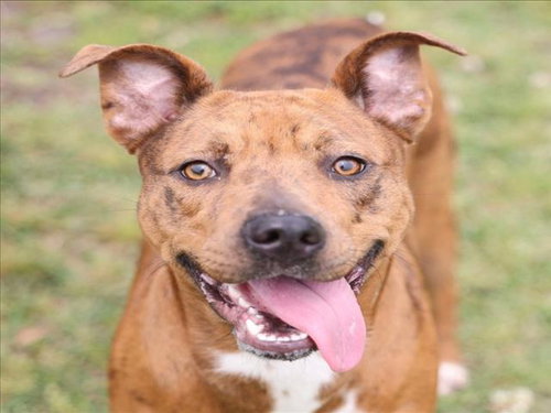 picture of the dog needing adoption