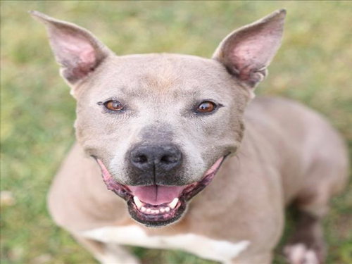 picture of the dog needing adoption