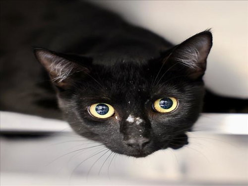picture of the cat needing adoption