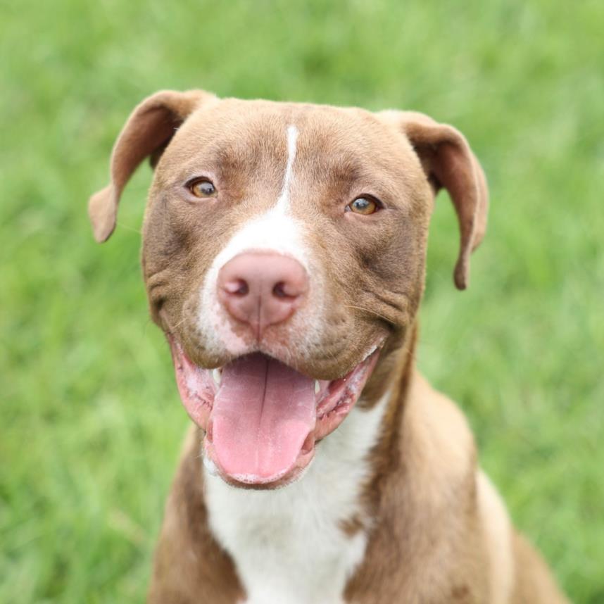 DUKE