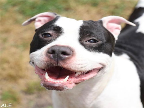 A518008, an adoptable Pit Bull Terrier in Wilmington, NC