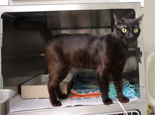 WEAZEL, an adoptable Domestic Short Hair in Wilmington, NC