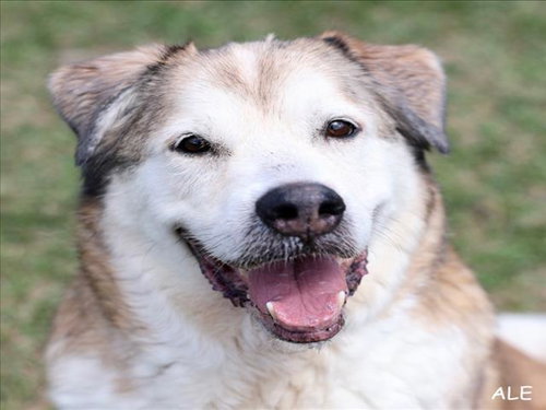 REGGIE, an adoptable Great Pyrenees in Wilmington, NC