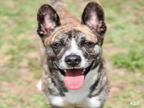 A518535, an adoptable Pit Bull Terrier in Wilmington, NC