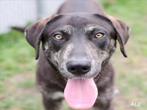 A519009, an adoptable Labrador Retriever in Wilmington, NC