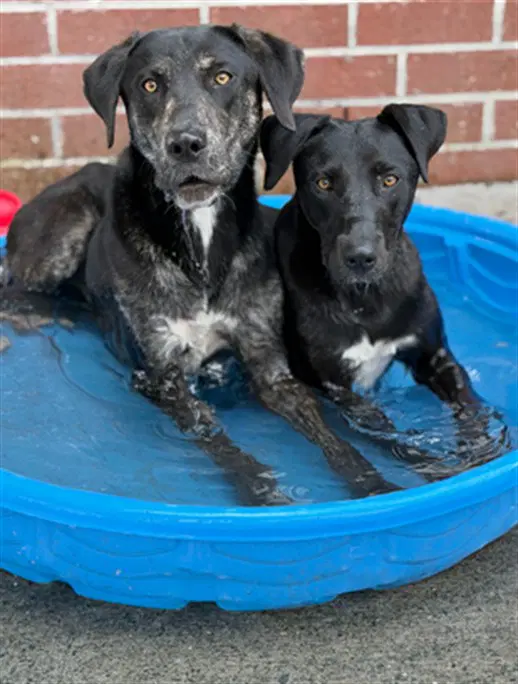 Unknown - Labrador Retriever