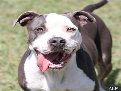 A519456, an adoptable Pit Bull Terrier in Wilmington, NC