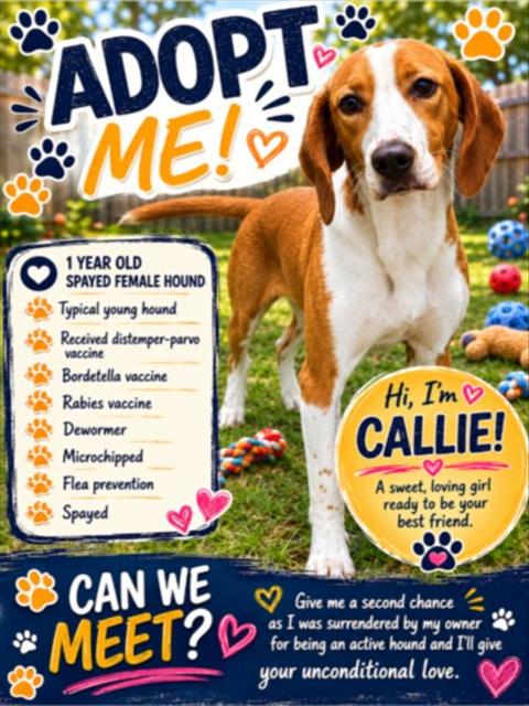 CALLIE, an adoptable Treeing Walker Coonhound in Wilmington, NC