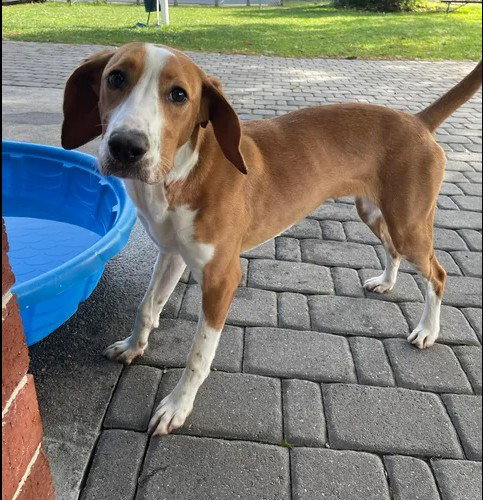 CALLIE, an adoptable Treeing Walker Coonhound in Wilmington, NC