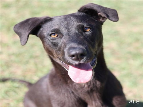 A519007, an adoptable Labrador Retriever in Wilmington, NC