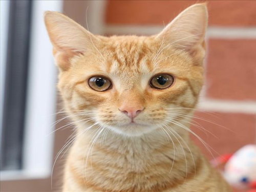 MORRIS, an adoptable Domestic Short Hair in Wilmington, NC