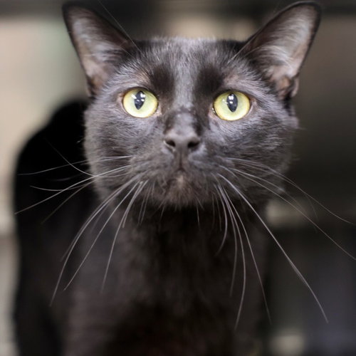 GLOCK, an adoptable Domestic Short Hair in Wilmington, NC