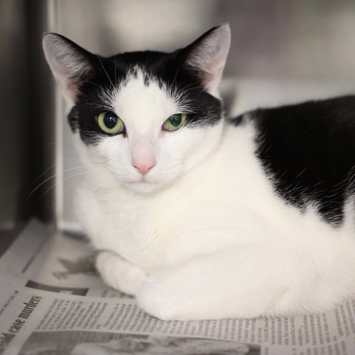 SERENITY, an adoptable Domestic Short Hair in Wilmington, NC