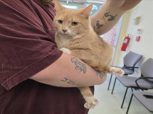 PINKY, an adoptable Domestic Short Hair in Wilmington, NC