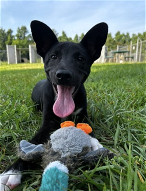 A519989, an adoptable German Shepherd Dog in Wilmington, NC