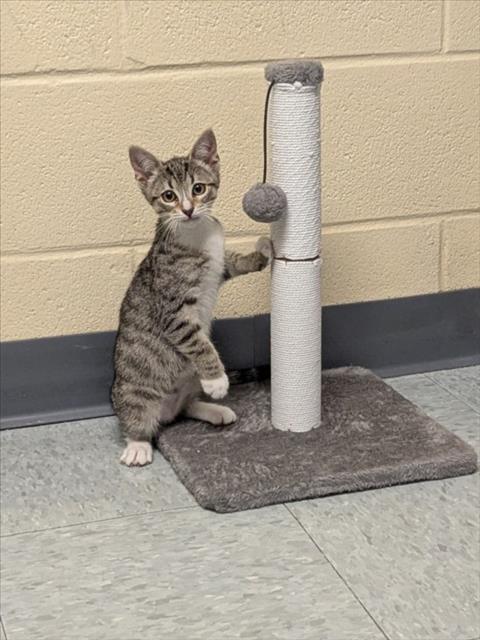 A520308, Baby Domestic Short Hair (medium coat), cat for adoption in Jacksonville, North Carolina