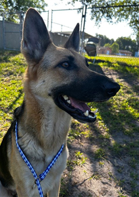A520998, an adoptable German Shepherd Dog in Wilmington, NC