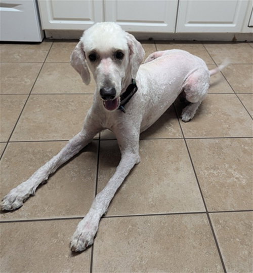 A520999, an adoptable Poodle in Wilmington, NC