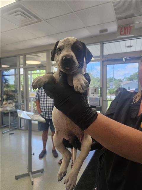 PUPPY 1/RUNT, an adoptable Pointer in Wilmington, NC