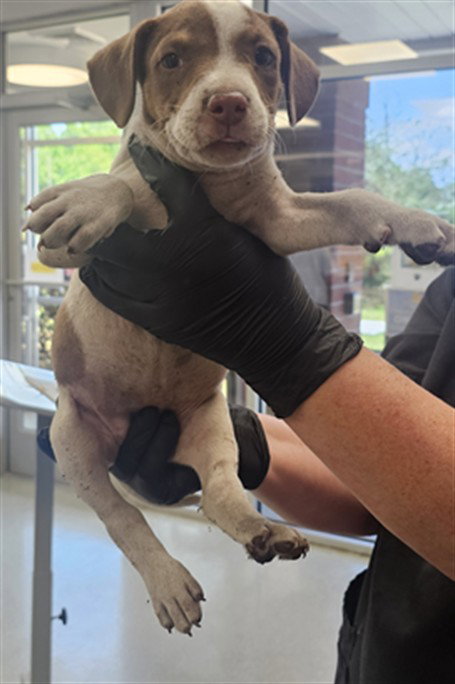 PUPPY 4