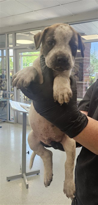 PUPPY 5