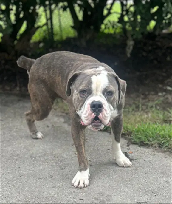 Unknown - American Bulldog