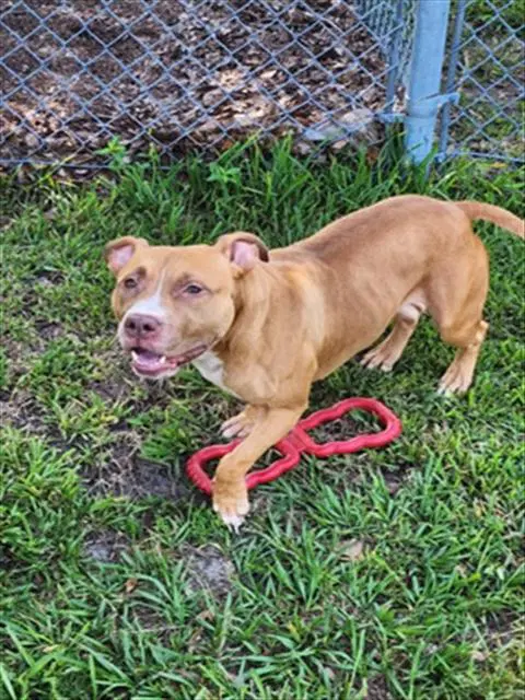 Unknown - Pit Bull Terrier
