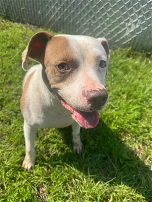 Unknown - Pit Bull Terrier