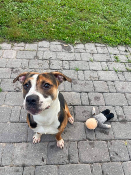 picture of the dog needing adoption