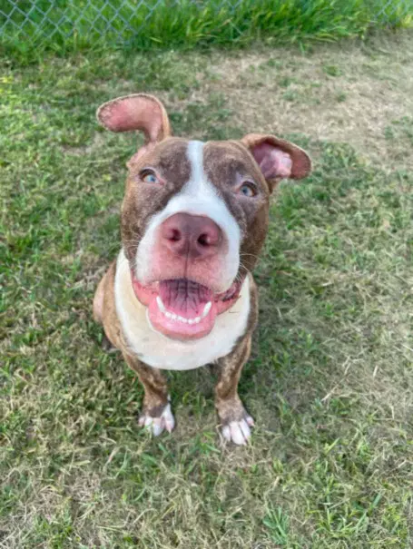 Unknown - Pit Bull Terrier