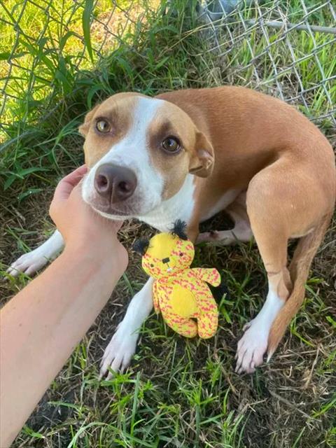 picture of the dog needing adoption