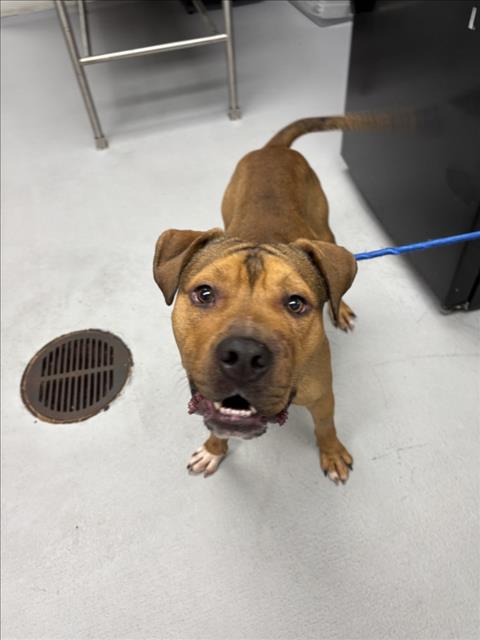 picture of the dog needing adoption