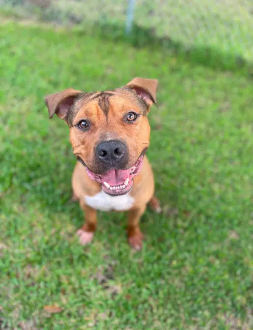 Unknown - Pit Bull Terrier