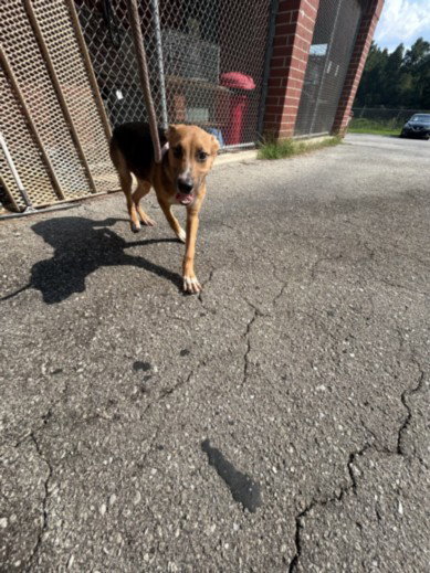 picture of the dog needing adoption
