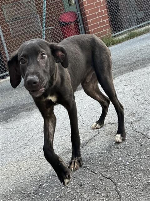 picture of the dog needing adoption